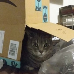 JonCat86
