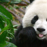 Panda___74